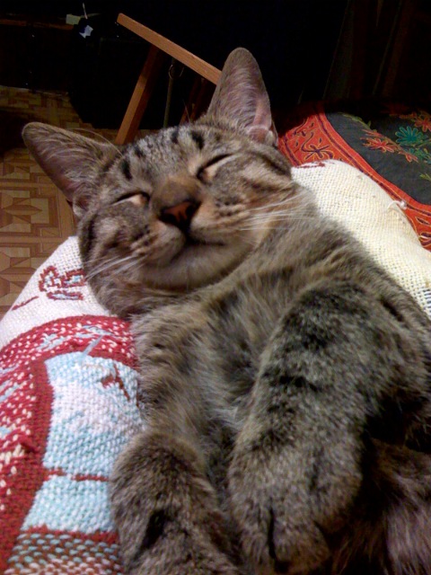 Rufus